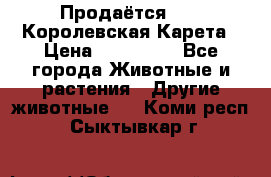 Продаётся!     Королевская Карета › Цена ­ 300 000 - Все города Животные и растения » Другие животные   . Коми респ.,Сыктывкар г.